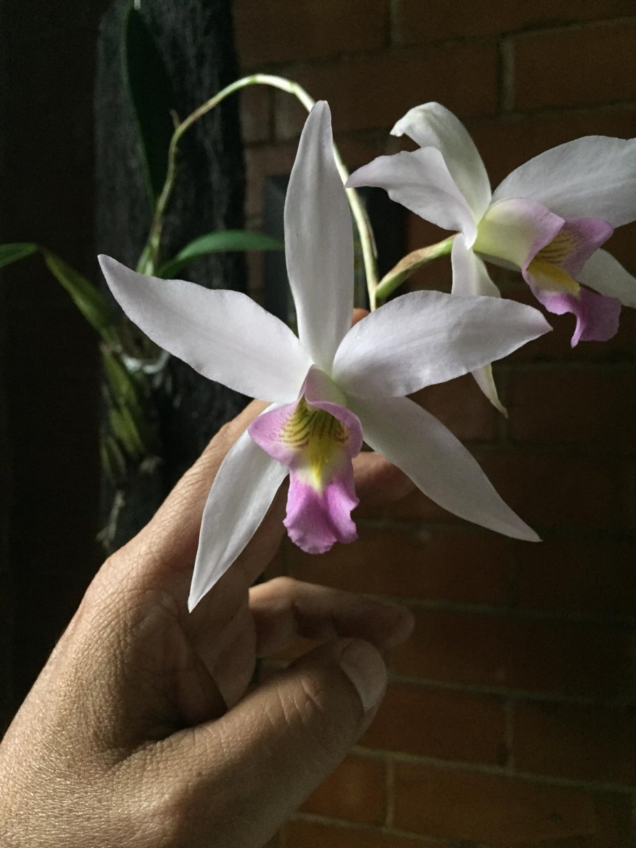 Laelia gouldiana
