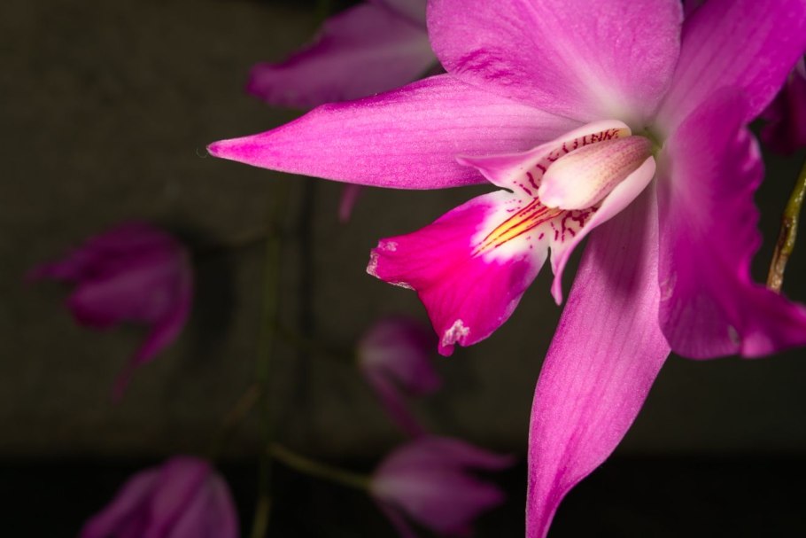 Каттлея биколор