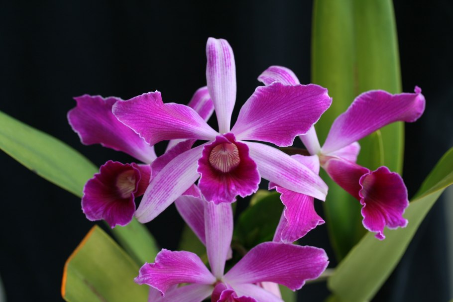 C. lueddemanniana var. Rubra