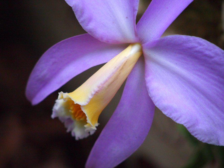 Laelia jongheana