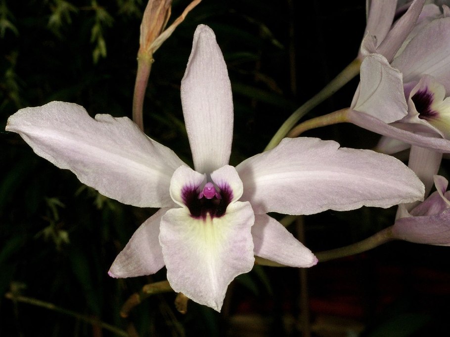 Laelia anceps Guerrero