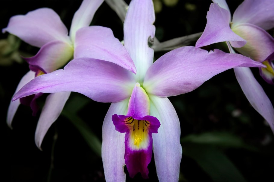 Laelia anceps veitchiana