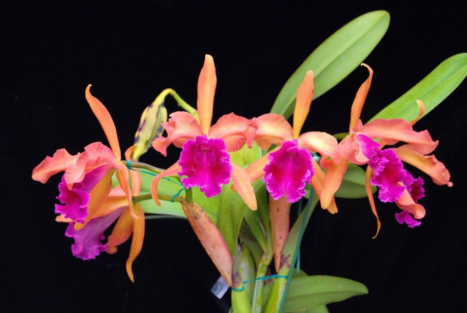 Laelia Merilli