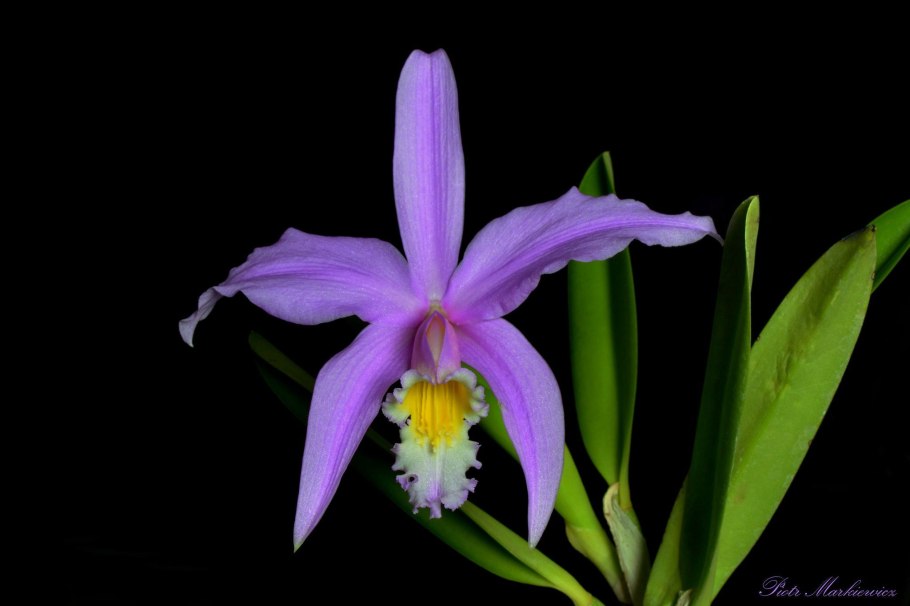 Laelia rubescens
