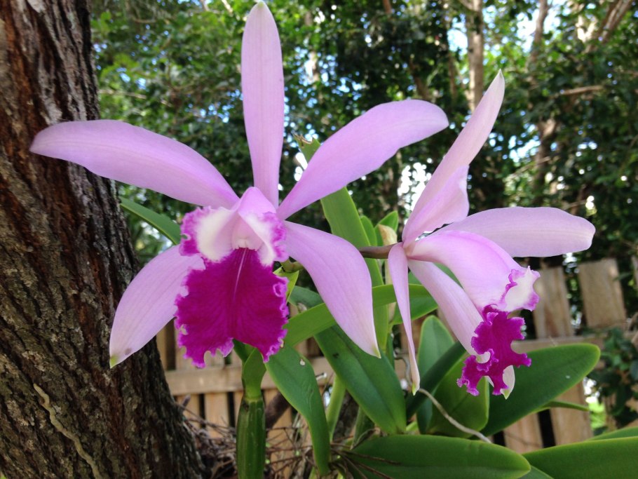 Laelia Adrienne