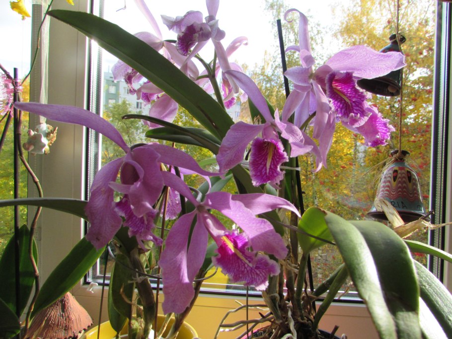Laelia rubescens Semi Alba