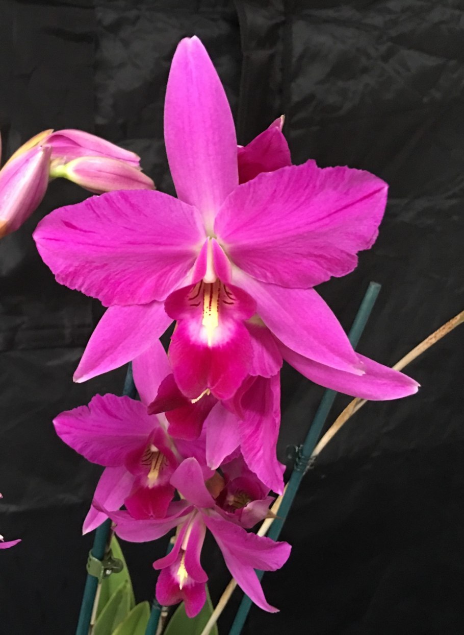 Laelia purpurata
