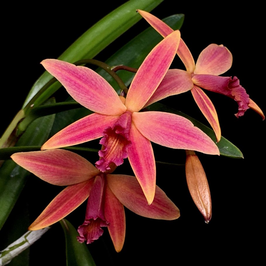 Лелия Волкер