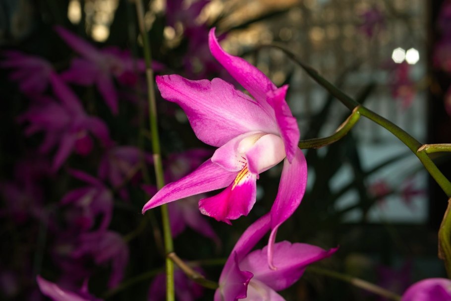 Sophronitis coccinea