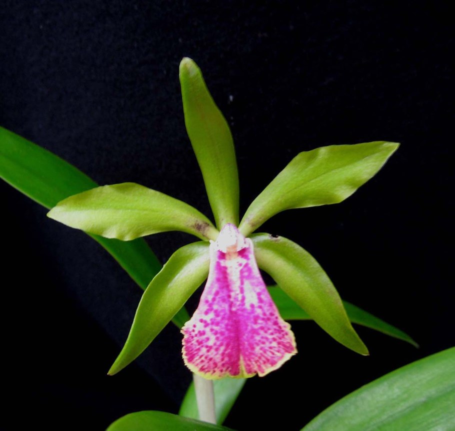 Каттлея green emerald