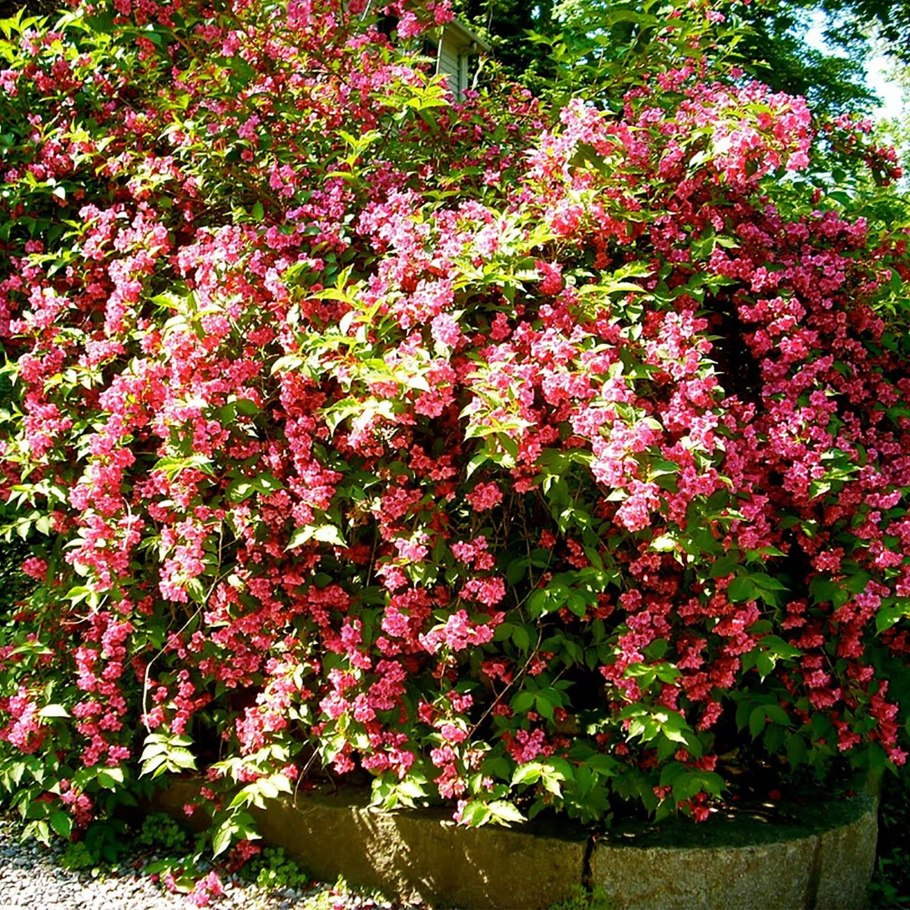 Гортензия древовидная Инкредибол