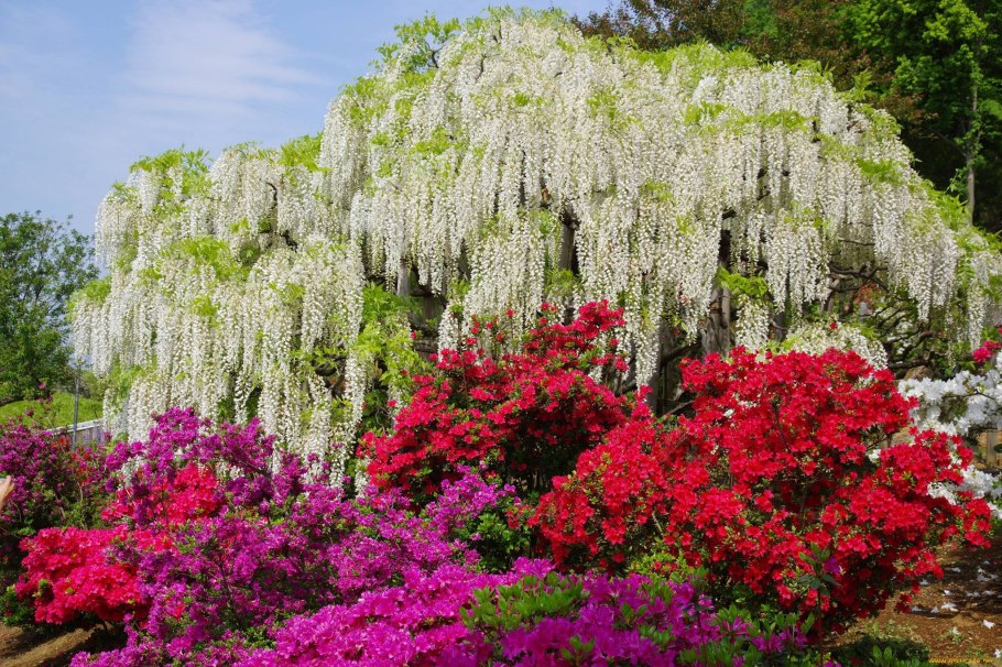 Гортензия метельчатая Пинк Даймонд