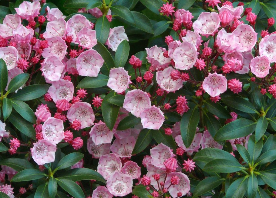 Гортензия Кардинал