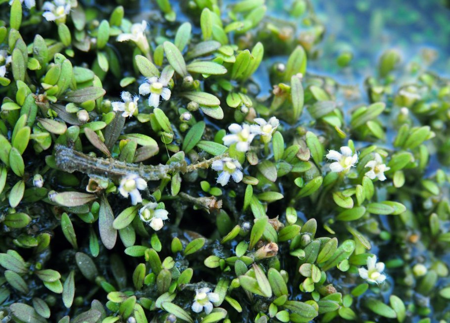 Повойничек перечный