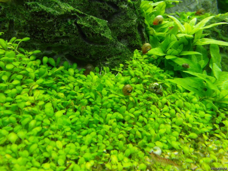 Элатина Гидропайпер