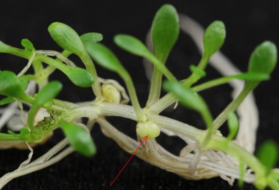 Повойничек трехтычинковый