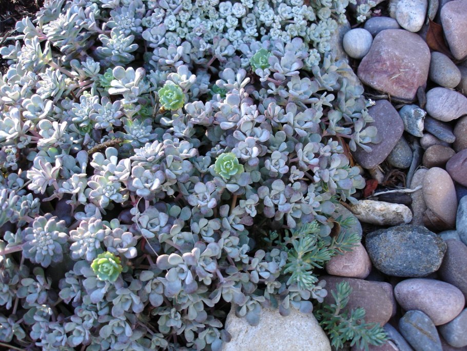 Мирт круглолистный