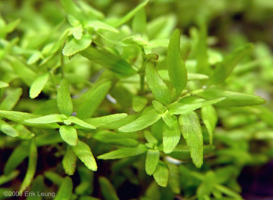 Мини экскаватор Kobelco sk025