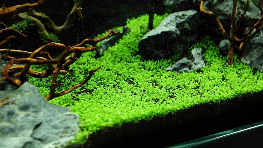 Отдел Кавказа в гербарии Московского университета