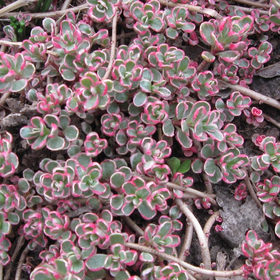 Элатина триандра аквариумное растение