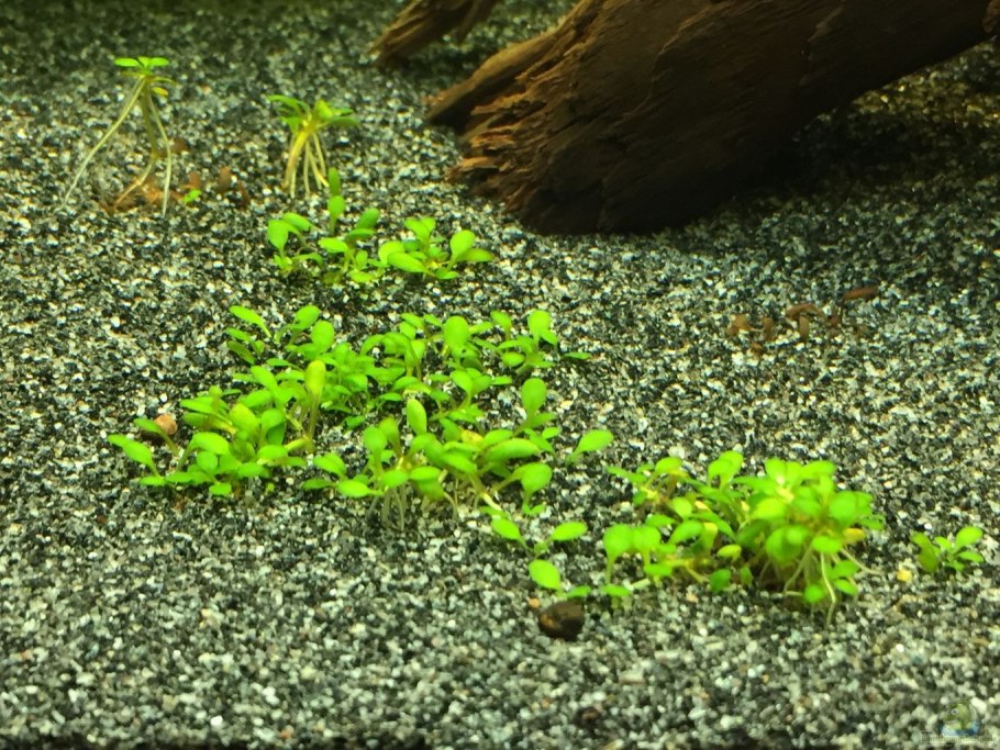 Повойничек перечный