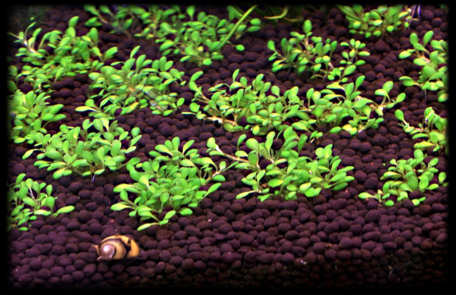 Элатина триандра