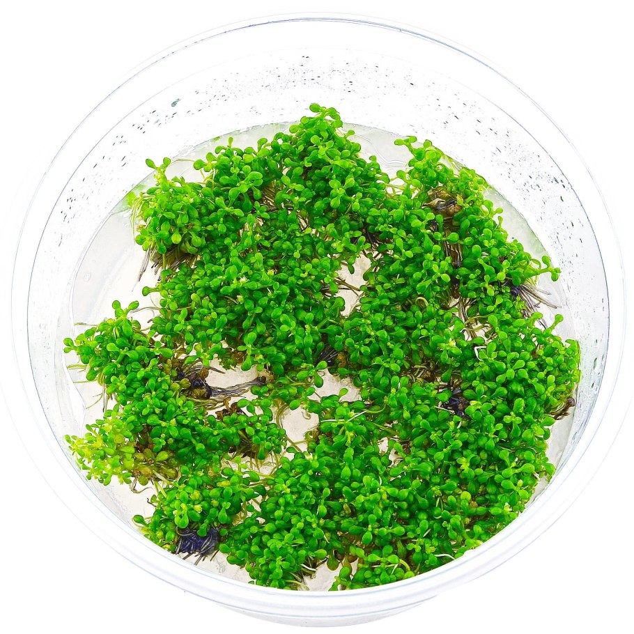 Мокрица звездчатка