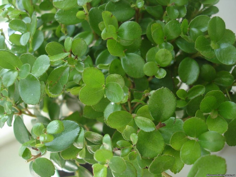 Горец Земноводный (Persicaria Amphibia)