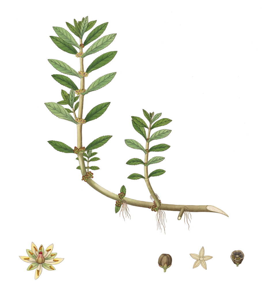 Горец почечуйный