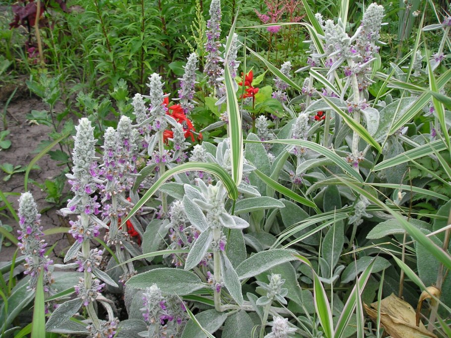 Стахис шерстистый Stachys byzantina