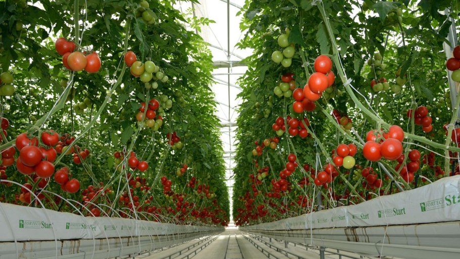 Томат Мерлис в промышленной теплице
