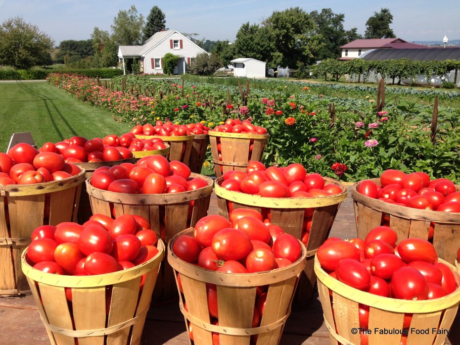 Поле томатной фермы