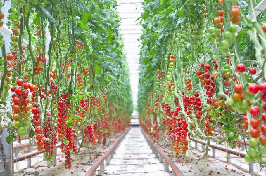 Помидоры черри агрокультура