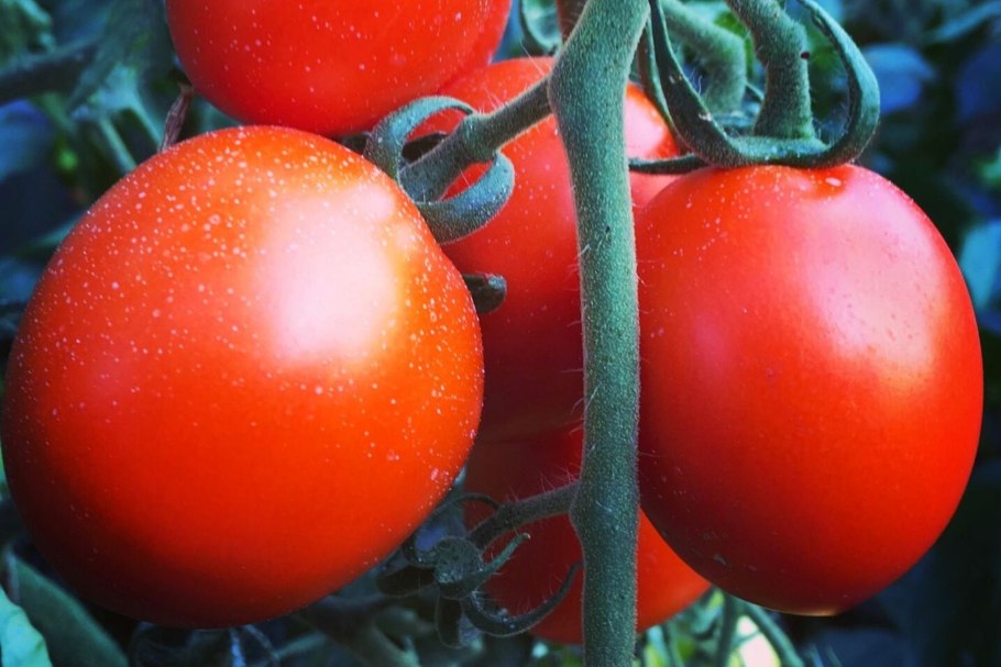 Беллидо томат