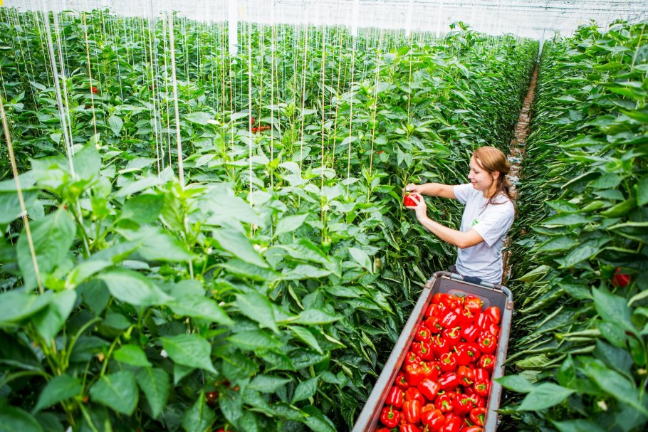 Вертикальные фермы помидоры