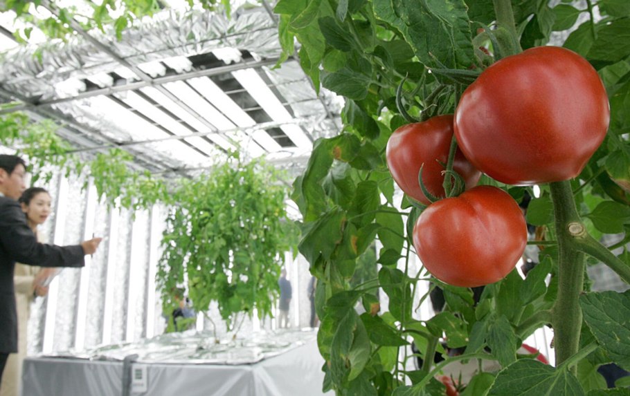 Томаты для теплицы