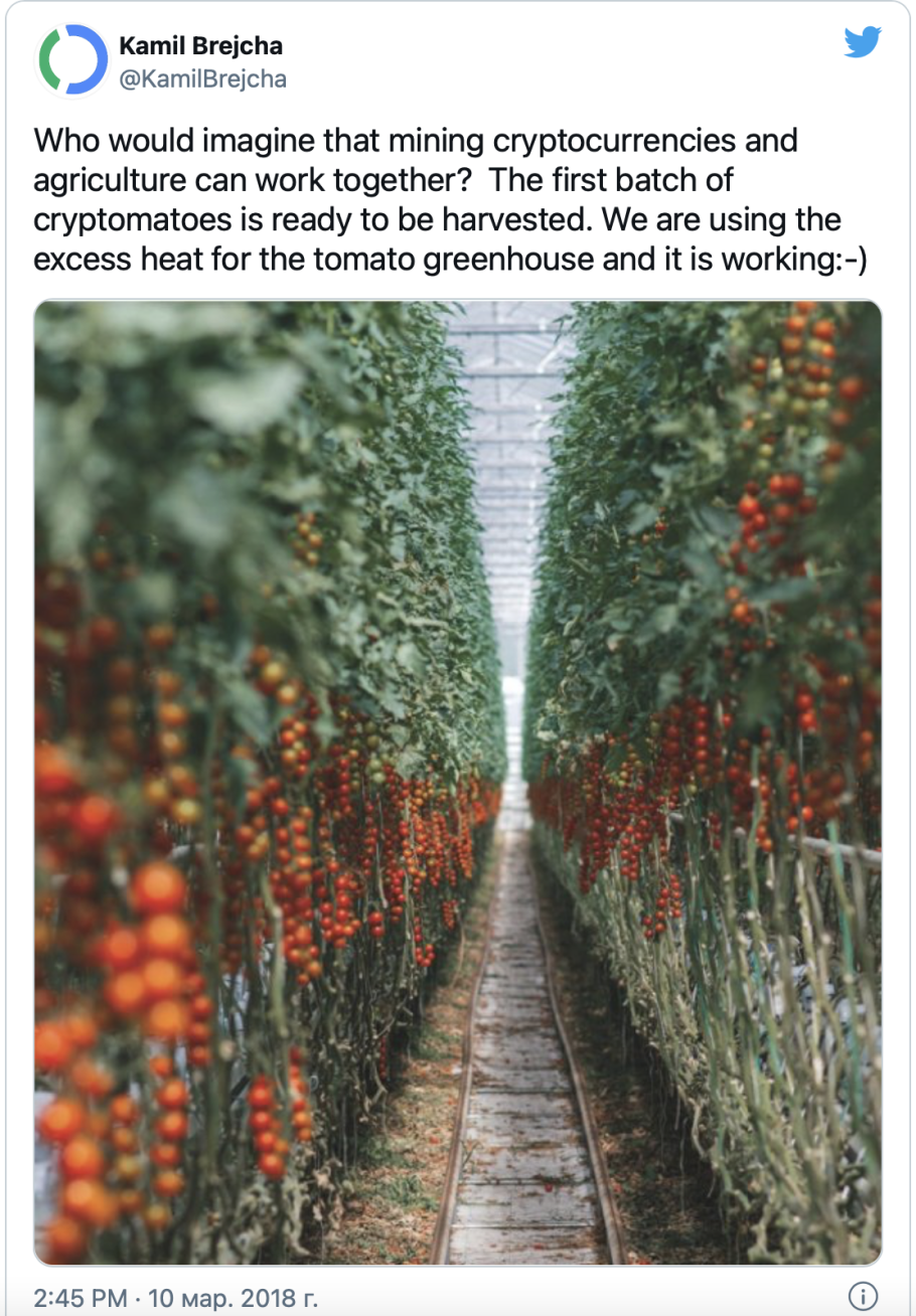 Помидоры ГРИНХАУС