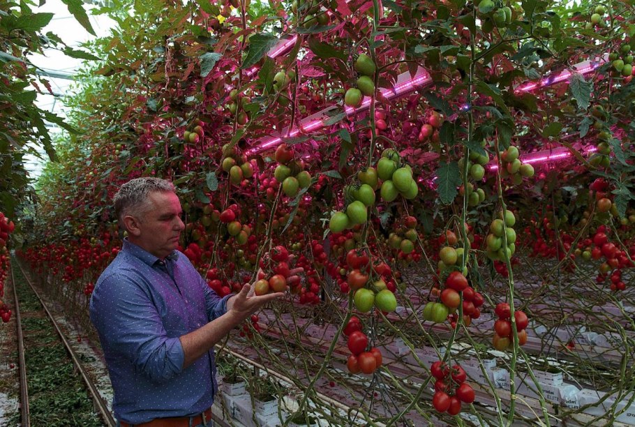 Ферма помидоров