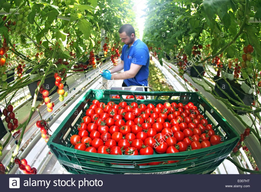 Помидорные плантации в Италии