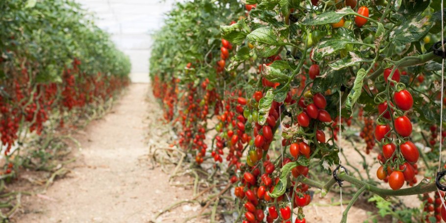 Томат Демидов в теплице