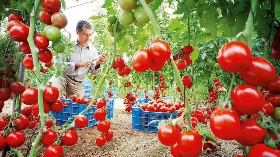 Томаты в промышленных теплицах
