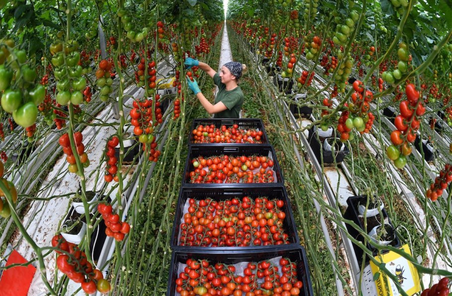 Томат черри тепличное хозяйство Горкунов