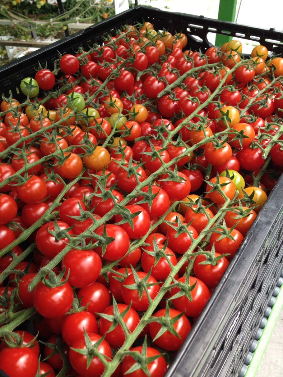 Ферма помидоров