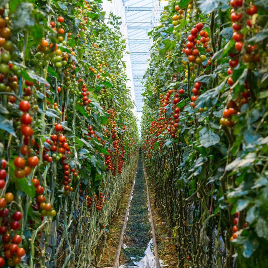 Калькулятор томатной пасты и помидор