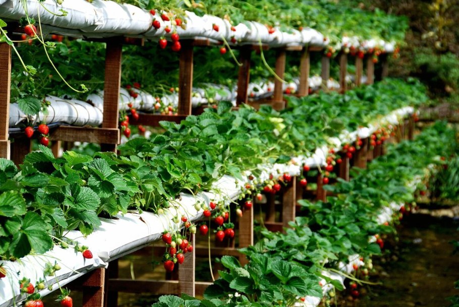 Сити ферма гидропоника клубника