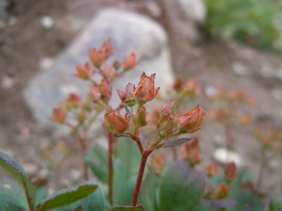 Dryadanthe tetrandra