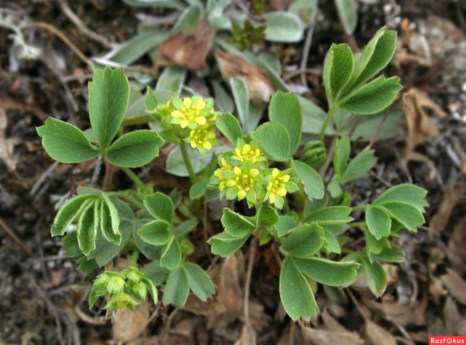 Сиббальдия лежачая