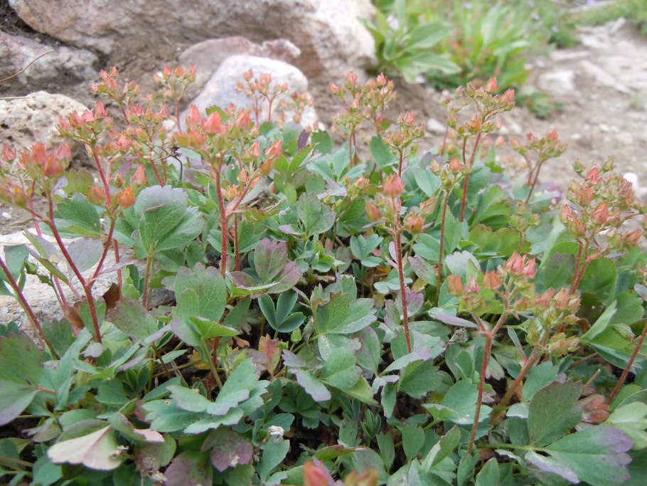 Сиббальдия прижатая