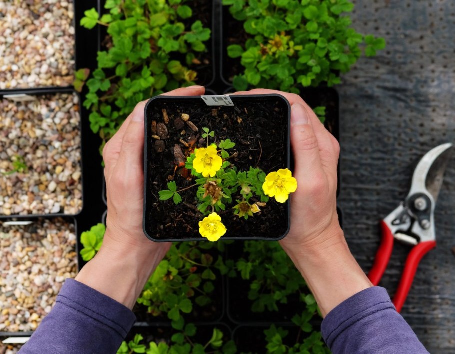 Potentilla orientalis