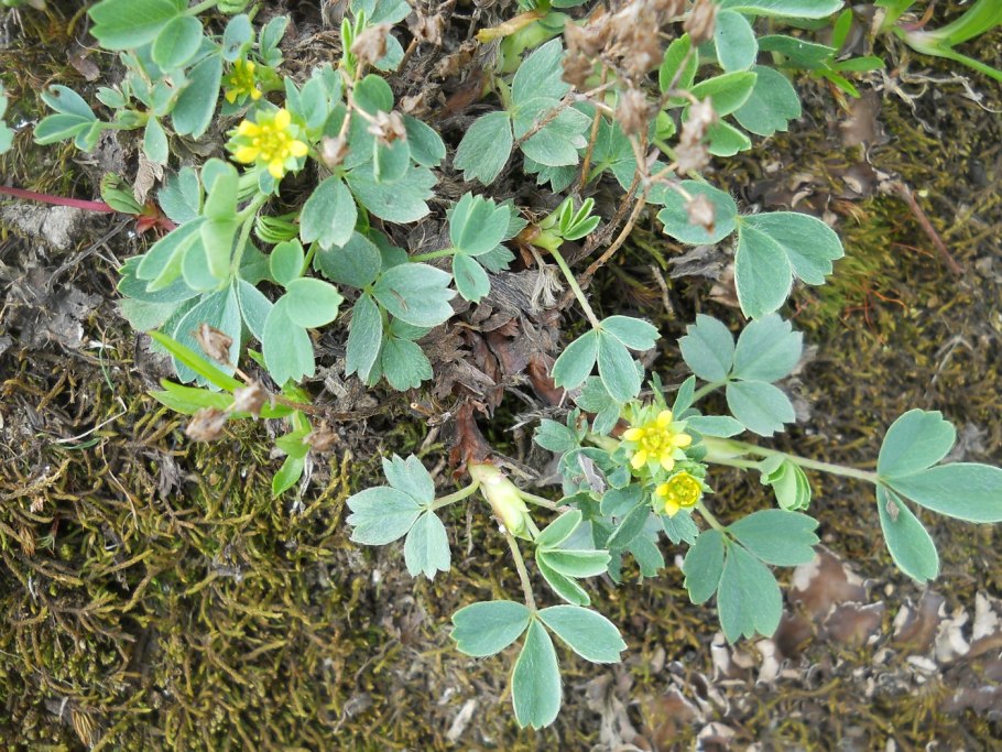 Sibbaldia procumbens